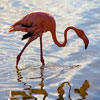 Bharatpur