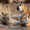 Ranthambhore