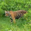Sariska