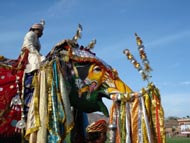 Elephant Festival Elephant Festival