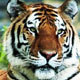 Rajasthan Tiger Tour