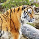 Wild Safari of Rajasthan